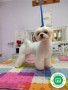 cachorros-bichon-maltes-en-tenerife-small-2