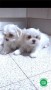 cachorros-bichon-maltes-en-tenerife-small-1