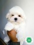 cachorros-bichon-maltes-en-tenerife-small-0