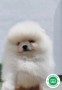 pomerania-blanco-con-pedigree-para-monta-small-2