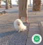 pomerania-blanco-con-pedigree-para-monta-small-0