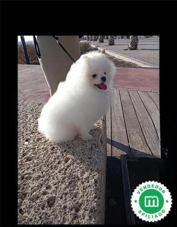 pomerania-blanco-con-pedigree-para-monta-big-1