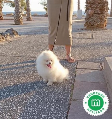 pomerania-blanco-con-pedigree-para-monta-big-0