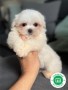 hembrita-de-bichon-maltes-coreano-small-2