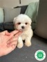 hembrita-de-bichon-maltes-coreano-small-0