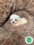 hembrita-de-bichon-maltes-coreano-small-4