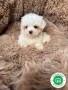 hembrita-de-bichon-maltes-coreano-small-3