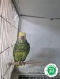 amazona-xanthops-small-0