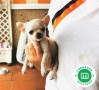 cachorrita-de-chihuahua-con-loe-pequena-small-3