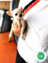 cachorrita-de-chihuahua-con-loe-pequena-small-1