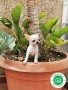 cachorrita-de-chihuahua-con-loe-pequena-small-0