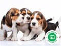 beagle-small-0