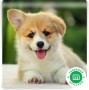 corgi-pembroke-small-0