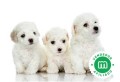 bichon-maltes-small-0