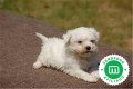 bichon-frise-small-0