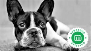 BOSTON TERRIER 