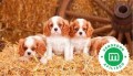 cavalier-king-charles-small-0