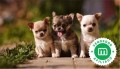 chihuahuas-small-0