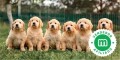 golden-retriever-small-0