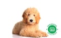 goldendoodle-small-0