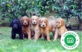 labradodles-small-0