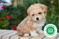 maltipoo-small-0