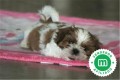 shihtzu-small-0