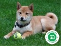 shiba-inu-small-0