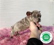 precioso-bulldog-frances-blue-merle-small-5