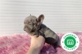 precioso-bulldog-frances-blue-enano-small-4