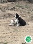 preciosos-cachorros-collie-small-1