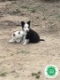 preciosos-cachorros-collie-small-2