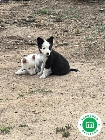 preciosos-cachorros-collie-big-2