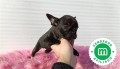 bulldog-frances-black-precioso-small-1