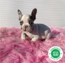 bulldog-frances-merle-pied-de-cine-small-4