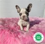 bulldog-frances-merle-pied-de-cine-small-0