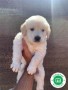 golden-retriever-small-0