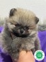 mini-pomerania-cachorros-small-0