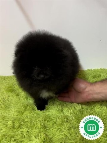 mini-pomerania-cachorros-big-1