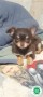 chihuahua-color-chocolate-small-0