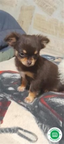 chihuahua-color-chocolate-big-1