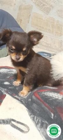 chihuahua-color-chocolate-big-2