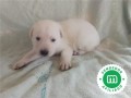 labrador-crema-small-2