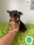 yorkshire-terrier-variedad-small-0