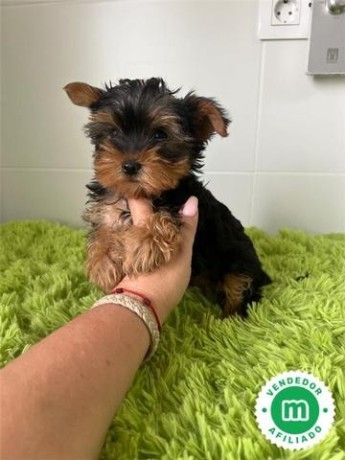 yorkshire-terrier-variedad-big-2