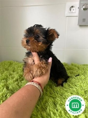 yorkshire-terrier-variedad-big-1