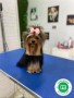 nueva-camada-de-yorkshire-terrier-small-2