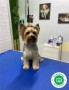 nueva-camada-de-yorkshire-terrier-small-1