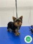 nueva-camada-de-yorkshire-terrier-small-0