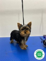 Nueva camada de Yorkshire Terrier 